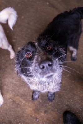 ✨ Emma – ein zartes Herz auf vier Pfoten sucht ihren Platz im Leben ✨, Mischling - Hündin