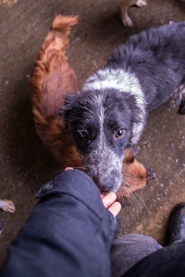 ✨ Emma – ein zartes Herz auf vier Pfoten sucht ihren Platz im Leben ✨, Mischling - Hündin