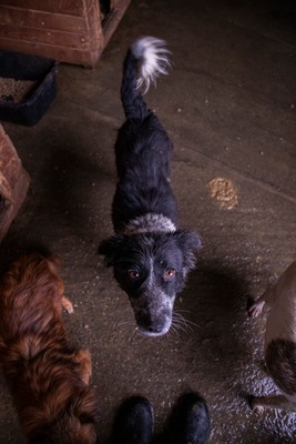 ✨ Emma – ein zartes Herz auf vier Pfoten sucht ihren Platz im Leben ✨, Mischling - Hündin