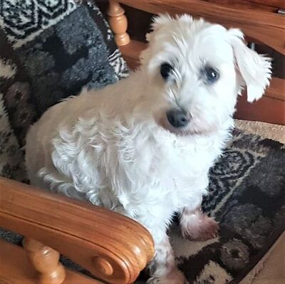 Emma total süße Hundeseniorin sucht ...., - Hündin