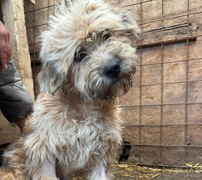 Emmy, Mischling - Hündin