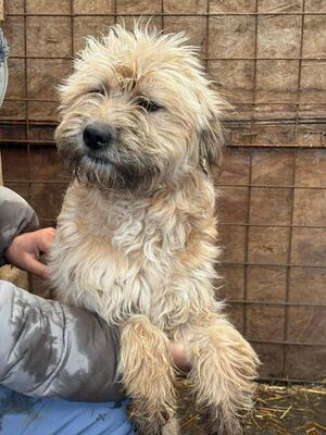 Emmy, Mischling - Hündin