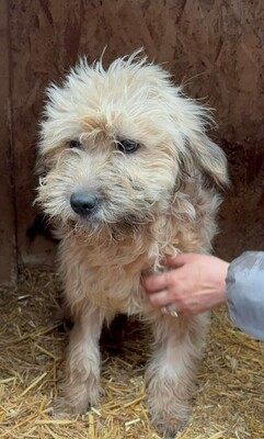 Emmy, Mischling - Hündin