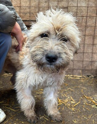 Emmy, Mischling - Hündin