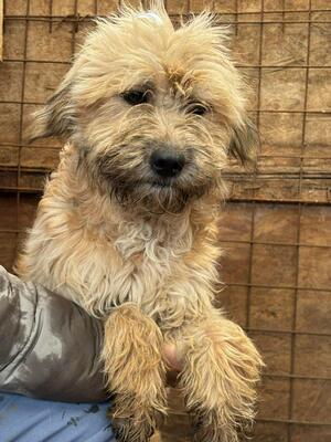 Emmy, Mischling - Hündin