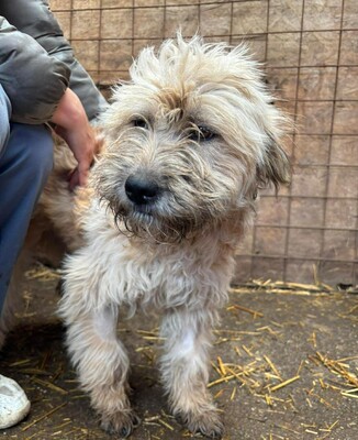 Emmy, Mischling - Hündin