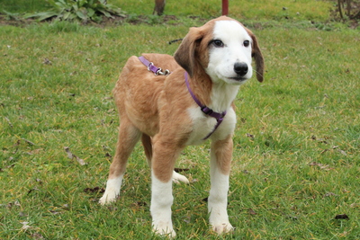 Emrina, Mischling Welpen - Hündin