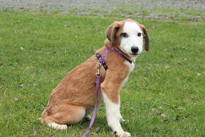 Emrina, Mischling Welpen - Hündin