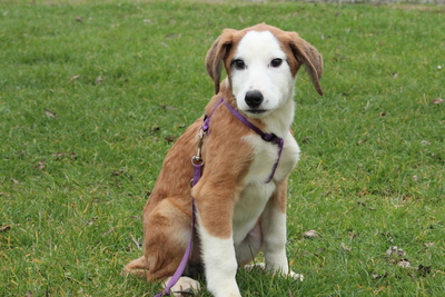 Emrina, Mischling Welpen - Hündin