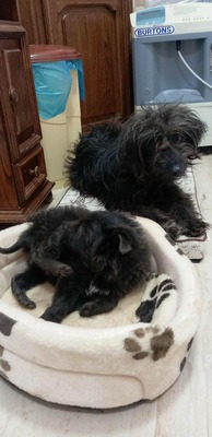 „Endlich darf sie aufatmen: Mama Gerti sucht liebevolles Zuhause.“, Mischling - Hündin