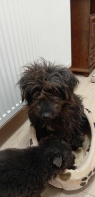 „Endlich darf sie aufatmen: Mama Gerti sucht liebevolles Zuhause.“, Mischling - Hündin