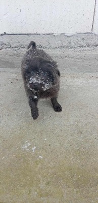 „Endlich darf sie aufatmen: Mama Gerti sucht liebevolles Zuhause.“, Mischling - Hündin