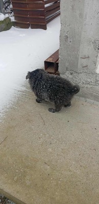 „Endlich darf sie aufatmen: Mama Gerti sucht liebevolles Zuhause.“, Mischling - Hündin