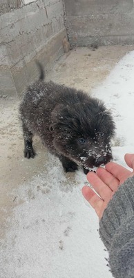 „Endlich darf sie aufatmen: Mama Gerti sucht liebevolles Zuhause.“, Mischling - Hündin