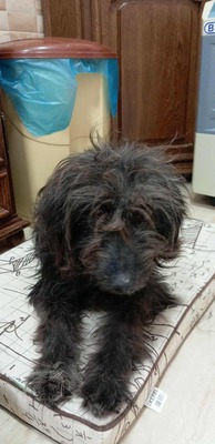 „Endlich darf sie aufatmen: Mama Gerti sucht liebevolles Zuhause.“, Mischling - Hündin