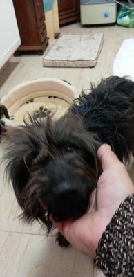 „Endlich darf sie aufatmen: Unsere hübsche Gerti sucht liebevolles Zuhause.“