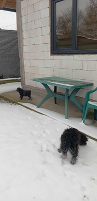 „Endlich darf sie aufatmen: Unsere hübsche Gerti sucht liebevolles Zuhause.“, Mischling - Hündin