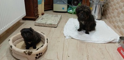 „Endlich darf sie aufatmen: Unsere hübsche Gerti sucht liebevolles Zuhause.“, Mischling - Hündin