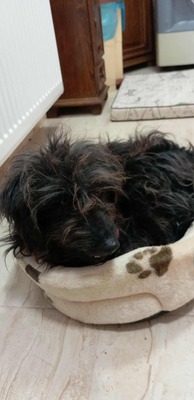 „Endlich darf sie aufatmen: Unsere hübsche Gerti sucht liebevolles Zuhause.“, Mischling - Hündin