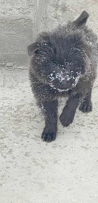 „Endlich darf sie aufatmen: Unsere hübsche Gerti sucht liebevolles Zuhause.“, Mischling - Hündin