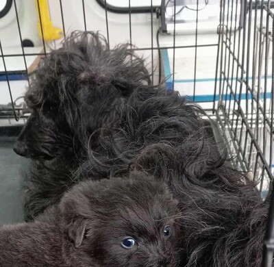 „Endlich darf sie aufatmen: Unsere hübsche Gerti sucht liebevolles Zuhause.“, Mischling - Hündin