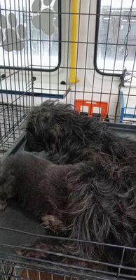 „Endlich darf sie aufatmen: Unsere hübsche Gerti sucht liebevolles Zuhause.“, Mischling - Hündin