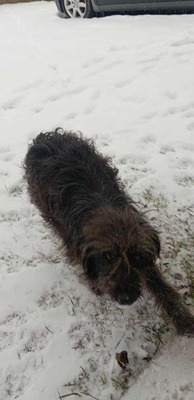 „Endlich darf sie aufatmen: Unsere hübsche Gerti sucht liebevolles Zuhause.“, Mischling - Hündin