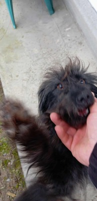 „Endlich darf sie aufatmen: Unsere hübsche Gerti sucht liebevolles Zuhause.“, Mischling - Hündin