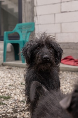 „Endlich darf sie aufatmen: Unsere hübsche Gerti sucht liebevolles Zuhause.“, Mischling - Hündin