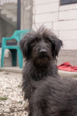 „Endlich darf sie aufatmen: Unsere hübsche Gerti sucht liebevolles Zuhause.“, Mischling - Hündin