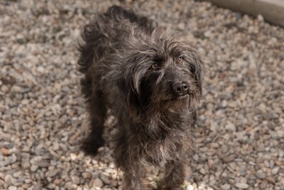 „Endlich darf sie aufatmen: Unsere hübsche Gerti sucht liebevolles Zuhause.“, Mischling - Hündin