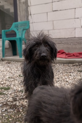 „Endlich darf sie aufatmen: Unsere hübsche Gerti sucht liebevolles Zuhause.“, Mischling - Hündin