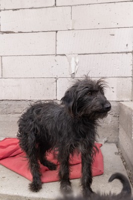 „Endlich darf sie aufatmen: Unsere hübsche Gerti sucht liebevolles Zuhause.“, Mischling - Hündin