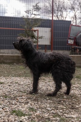 „Endlich darf sie aufatmen: Unsere hübsche Gerti sucht liebevolles Zuhause.“, Mischling - Hündin