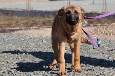 Endrina, Mischling Welpen - Hündin