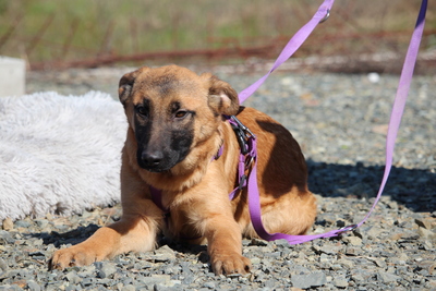 Endrina, Mischling Welpen - Hündin