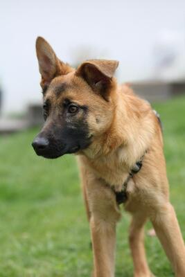 Endrina, Mischling Welpen - Hündin