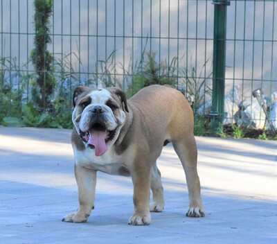 Englische Bulldogge 7 Monate alt Junge, Engl. Bulldogge Welpen - Rüde 1