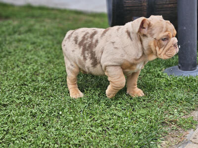 Englische Bulldogge, Engl. Bulldogge Welpen - Rüde