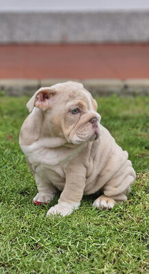 Englische Bulldogge, Engl. Bulldogge Welpen - Rüde