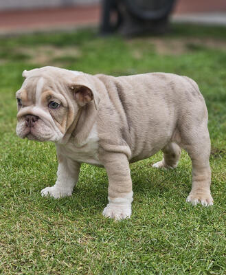 Englische Bulldogge, Engl. Bulldogge Welpen - Rüde