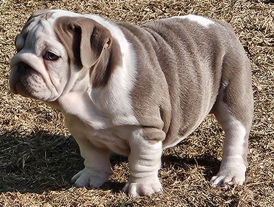 Englische Bulldogge, Engl. Bulldogge Welpen - Rüde