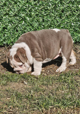 Englische Bulldogge, Engl. Bulldogge Welpen - Rüde