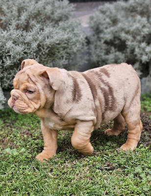 Englische Bulldogge, Engl. Bulldogge Welpen - Rüde