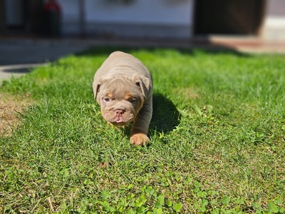 Englische Bulldogge, Engl. Bulldogge Welpen - Rüde