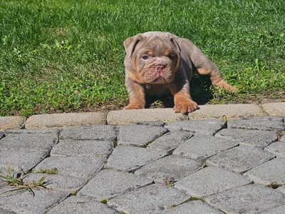 Englische Bulldogge, Engl. Bulldogge Welpen - Rüde