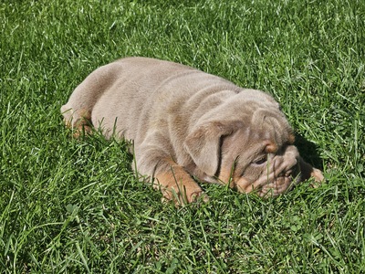 Englische Bulldogge, Engl. Bulldogge Welpen - Rüde
