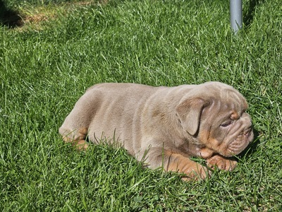 Englische Bulldogge, Engl. Bulldogge Welpen - Rüde