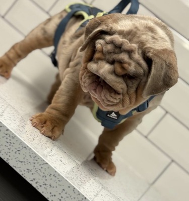 Englische Bulldogge, Engl. Bulldogge Welpen - Rüde