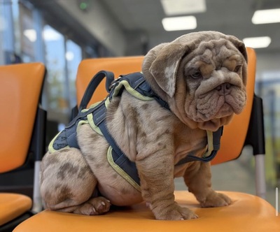 Englische Bulldogge, Engl. Bulldogge Welpen - Rüde
